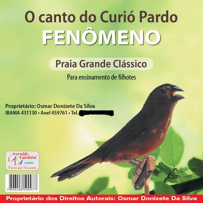 CD - Curió Pardo Fenômeno