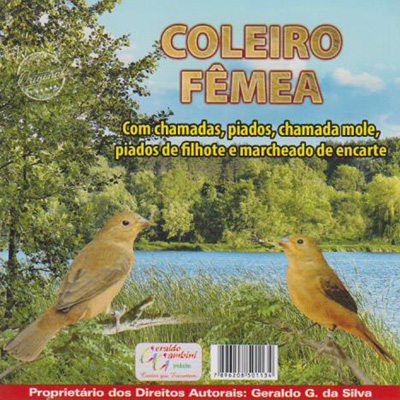 CD - Coleiro Fêmea